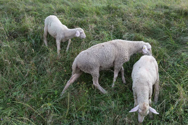 Vous Voyez Des Moutons Heure Été Août Allemagne Sud Près — Photo