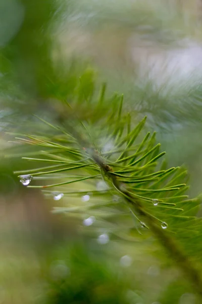 Pine Oddział Listopadzie Jesień Las Jako Dzieła Sztuki Abstrakcyjnej Bokeh — Zdjęcie stockowe