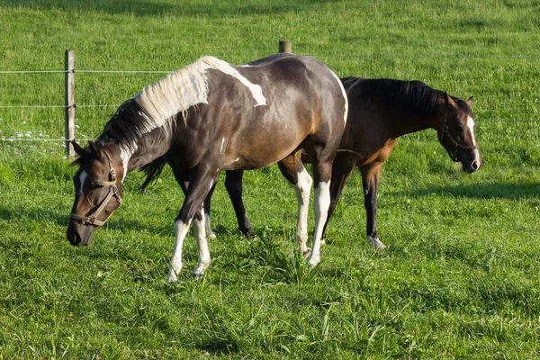 Avant Horizon Avec Ciel Bleu Nuages Grands Petits Chevaux Mangent — Photo