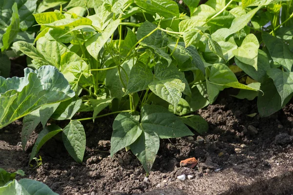 Zavřít Pohled Zeleniny Rostlin Zahradě Chalupy Slunečného Dne Července Jižním — Stock fotografie