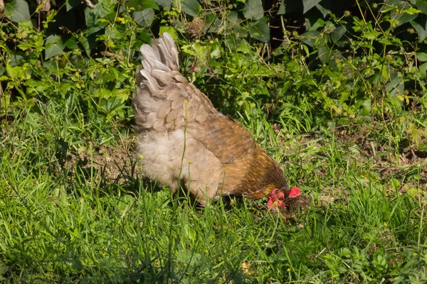 Very Sunny Day July South Germany You See Chickens Male — Stock Photo, Image