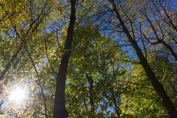Solen Skiner Genom Löv Och Träd Höstens Skog Och Fält — Stockfoto