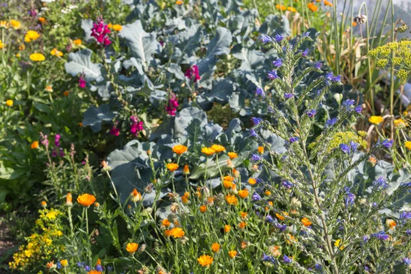 在一个非常阳光明媚的日子7月在德国南部 你会看到细节和颜色的山寨乡村花在花园的氛围农舍与伟大的橙色红色 粉红色和蓝色的颜色 — 图库照片