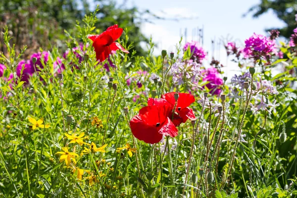 Een Zeer Zonnige Dag Juli Zuid Duitsland Zie Details Kleuren — Stockfoto