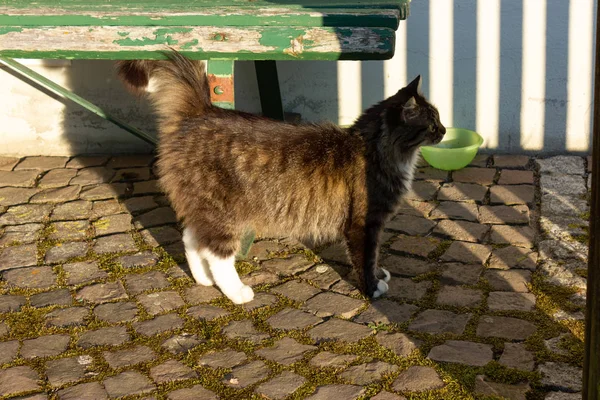 Gatto Marrone Prima Fattoria Nel Pomeriggio Estivo Nel Sud Della — Foto Stock