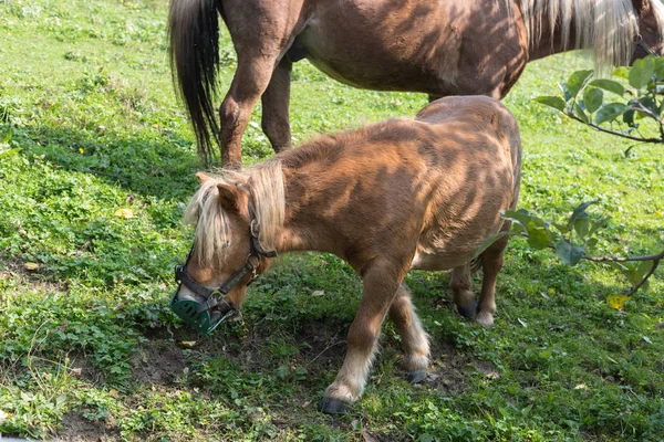 母马和它的小马在夏天9月在斯图加特南部在绿色的草坪上 周围有一些苹果树 温暖的阳光照耀着动物 — 图库照片