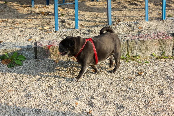 pug in german mops named adelheid on holiday trip in beer garden and park of south germany