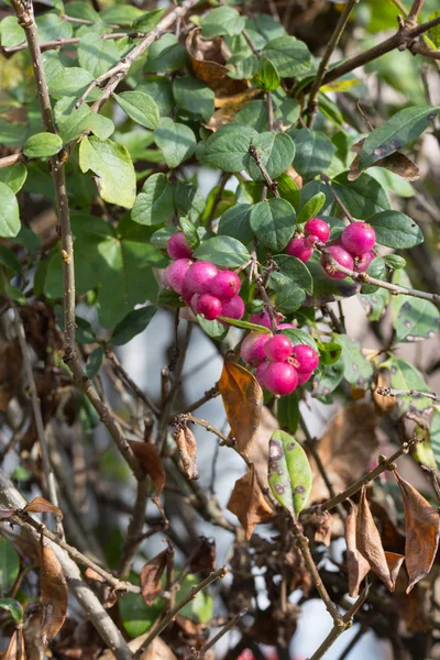 Automne Laisse Des Plantes Des Baies Dans Les Couleurs Automne — Photo