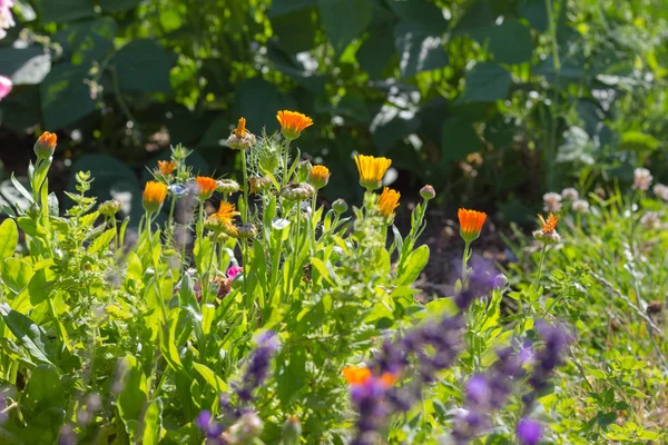 在一个非常阳光明媚的日子在6月在德国南部 你会看到细节和颜色的山寨乡村花在花园的氛围农舍与黄色橙色红色 粉红色和蓝色的颜色 — 图库照片