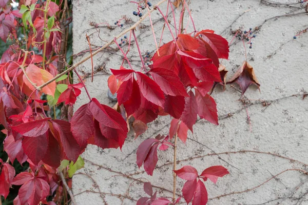 Fassadenblume Herbst Einer Historischen Süddeutschen Stadt Neben Einem Bauerngarten — Stockfoto