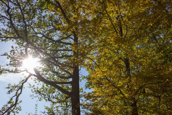 autumn forest in indian summer colors in south germany countryside near munich and suttgart with clear blue sky and warm sun shining