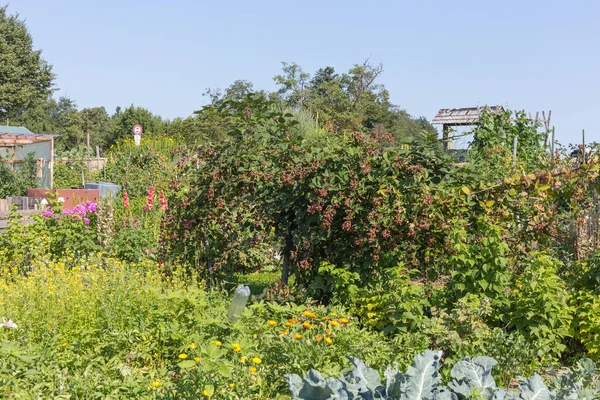 Landhausgarten Einem Heißen Sommertag Juli Süddeutschland Der Nähe Der Städte — Stockfoto