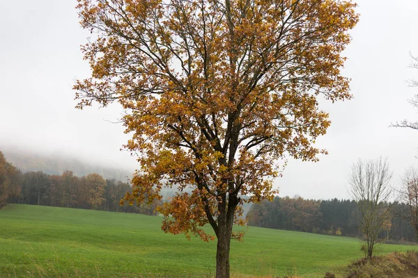 雾蒙蒙的秋树和树叶在德国南部的乡村与绿色的草坪和伊尼丹夏季的颜色附近的慕尼黑和斯图加特城市 — 图库照片