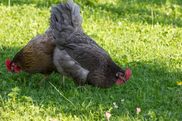 Солнечный День Июле Южной Германии Можно Увидеть Цыплят Мужского Женского — стоковое фото