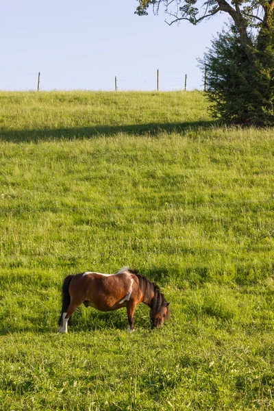 Før Horisonten Med Blå Himmel Skyer Store Små Hester Spiser – stockfoto