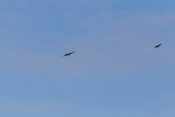 Greifvogel Als Paar Sommerblauen Himmel Süddeutschland — Stockfoto