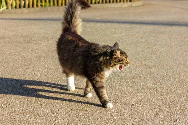 Gatto Marrone Prima Fattoria Nel Pomeriggio Estivo Nel Sud Della — Foto Stock