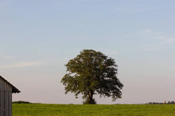 Wieczorem Dnia Spetember Południowych Niemczech Widzisz Zielone Drzewo Ciepłą Atmosferę — Zdjęcie stockowe