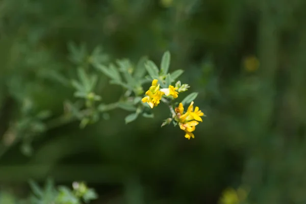 花の強い色およびすべての花の花を作る南ドイツのブナの森の雰囲気の暗い背景に明確な違い — ストック写真