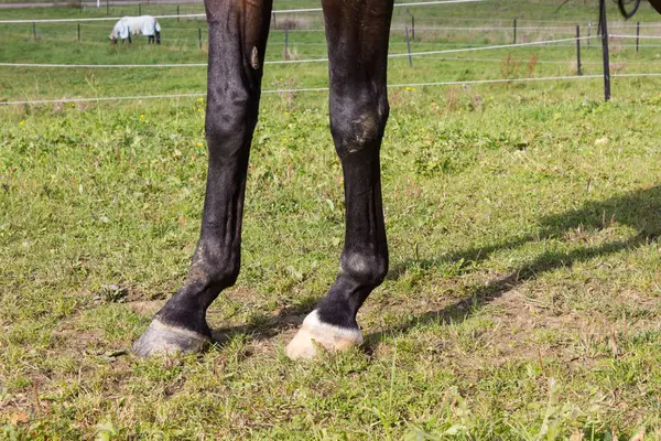 Cavalo Marrom Uma Doca Com Gramado Verde Céu Azul Sul — Fotografia de Stock