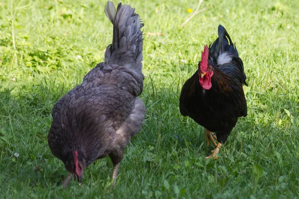 Een Zeer Zonnige Dag Juli Zuid Duitsland Zie Kippen Mannelijke — Stockfoto