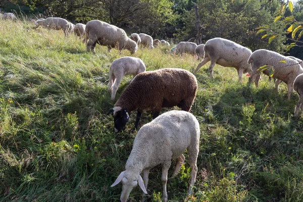 Μπορείτε Δείτε Πρόβατα Στο Αυγούστου Θερινής Ώρας Στην Νότια Γερμανία — Φωτογραφία Αρχείου