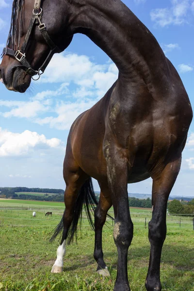 Brown Horse Paddock Green Lawn Blue Sky South Germany Rural — Stock Photo, Image