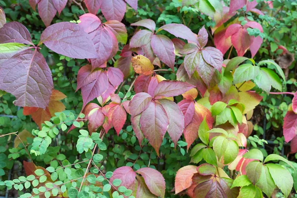 Herbstmonat Oktober Zeigt Farbenfrohe Rote Und Grüne Blätter Zaun Und — Stockfoto
