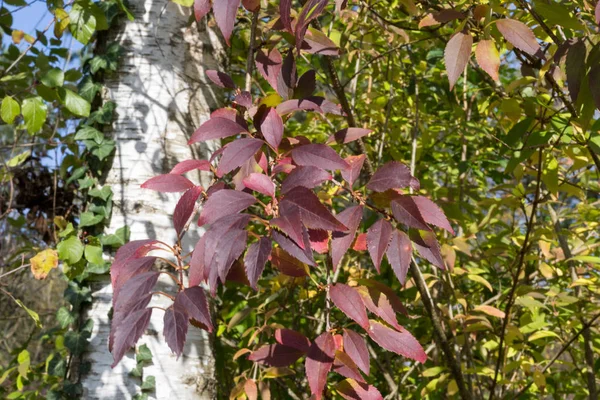 Herbst Blättert Pflanzen Und Beeren Herbstfarben Einem Schönen Sonnigen Tag — Stockfoto