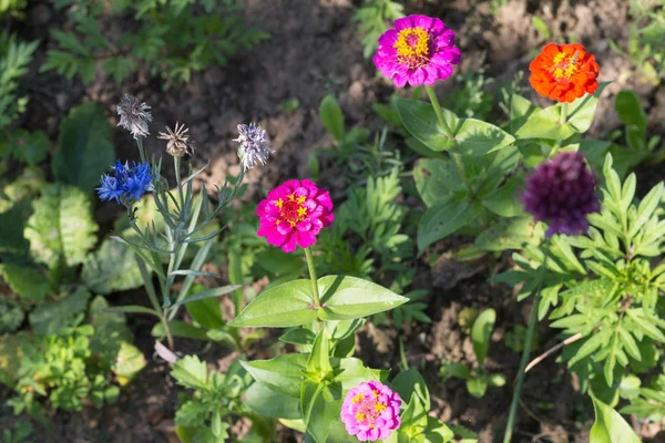 Een Zeer Zonnige Dag Juli Zuid Duitsland Zie Details Kleuren — Stockfoto