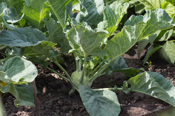 Dicht Kijken Van Groenteplanten Een Cottage Tuin Een Zonnige Dag — Stockfoto