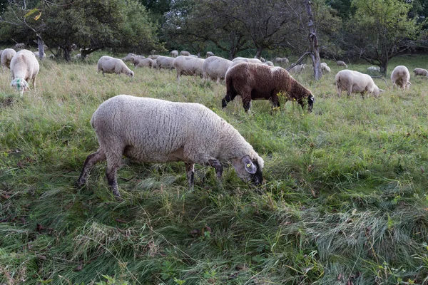 Możesz Zobaczyć Owce Sie Latem Południowej Części Niemiec Pobliżu Stuttgart — Zdjęcie stockowe