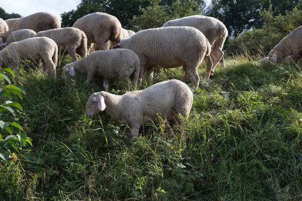 新鮮な緑の芝生を持つシュトゥットガルトと羊を食べていくつかの木の近くのドイツのそれらから葉南で 月の夏時に羊を参照してください — ストック写真