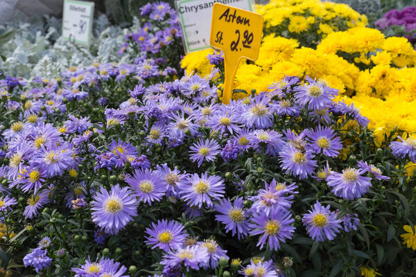 свежие морозостойкие цветы на уличном рынке осенью октябрь в южной Германии сельской местности вблизи города Штутгарт и Munich
