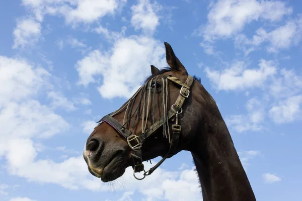 Cavallo Bruno Recinto Con Prato Verde Cielo Blu Nel Sud — Foto Stock