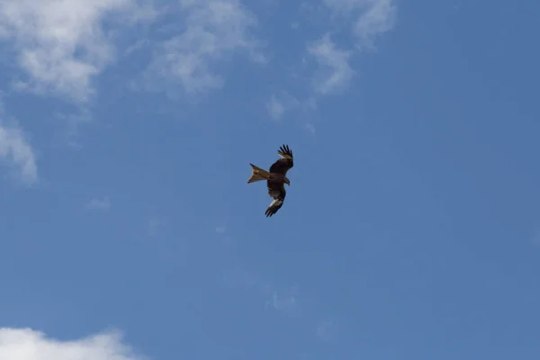 Very Sunny Day June South Germany You See Kite High Stock Picture