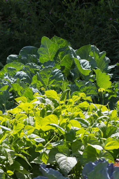 Gemüsepflanzen Auf Einem Hüttengarten Einem Sonnigen Julitag Süddeutschland Der Nähe — Stockfoto