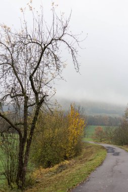 ağaçlar ve yaprakları bir bikeway Münih ve stuttgart şehirlere yakın yanında yeşil çim ve inidan yaz renkleri ile Güney Alman kırsalında sisli sonbahar manzara