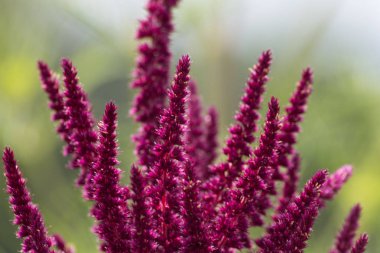 Sen görmek detayları ve yazlık ülke çiftlik evinin Bahçe ambiyans çiçeklenir renkleri harika turuncu kırmızı ve pembe ve mavi renkler ile Haziran ayında Güney Almanya çok güneşli bir günde