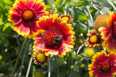 çok güneşli Güney Almanya'da Temmuzda görüşürüz ayrıntıları ve yazlık ülke çiçeklerle arılar hem de bumblebees çiftlik evinin Bahçe ambiyans içinde renkleri harika turuncu kırmızı ve pembe ve mavi renkler ile
