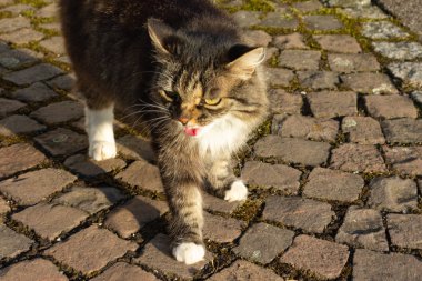 çiftlik evinde yaz öğleden sonra Güney Almanya'da önce kahverengi kedi