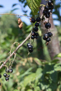 Sen görmek detayları ve yazlık ülke çiftlik evinin Bahçe ambiyans çiçeklenir renkleri harika turuncu kırmızı ve pembe ve mavi renkler ile Haziran ayında Güney Almanya çok güneşli bir günde