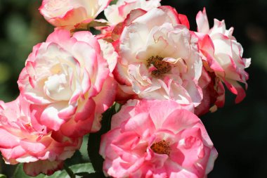 roseplants yaşlı ağaçları özel güzel renkleri