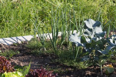 Haziran ayında Güney Almanya çok güneşli bir günde ayrıntıları ve salata mor lahana soğan ve daha fazlası gibi yeşil bitkilerin renkleri görmek