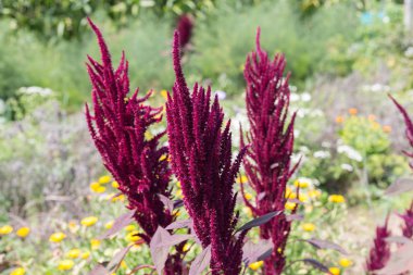 yakın Güney Almanya kırsal renkli çiçekler güneşli bir stuttgart şehir ve Münih yakınında Ağustos bakın