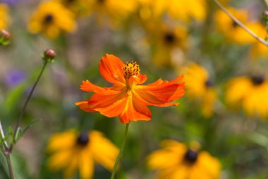 Sen görmek detayları ve yazlık ülke çiftlik evinin Bahçe ambiyans çiçeklenir renkleri harika turuncu kırmızı ve pembe ve mavi renkler ile Haziran ayında Güney Almanya çok güneşli bir günde