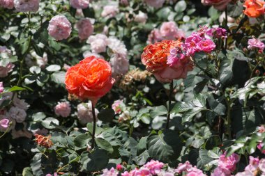 roseplants yaşlı ağaçları özel güzel renkleri