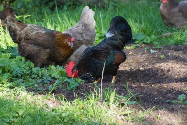 Güney Almanya'da Temmuz ayında çok güneşli bir günde tavuk erkek ve dişi yeşil ot ve çalılar arkasında koşturup siyah ve kahverengi ve gri renkte görmek