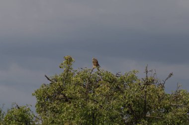 bir yaz günü Temmuzda kerkenez branche arka planda karanlık thunderclouds ile ağaç üzerinde bir dinlenme geçiriyor