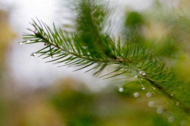 bokeh ve Güney Almanya kırsal bulanıklık soyut resimle Kasım sonbahar ormanda çam dalı